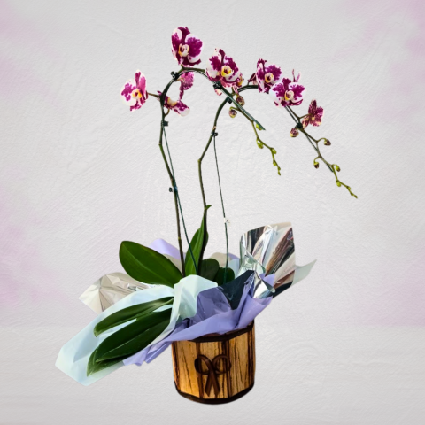 Orquídea Phalaenopsis Cascata 2 Hastes Pote 15 - Cor Variada